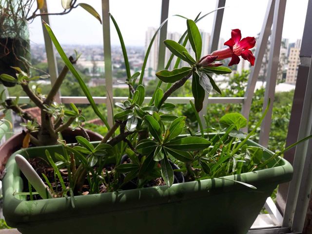My  garden