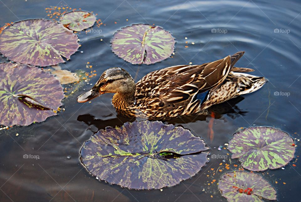 Duck in the Lillypad