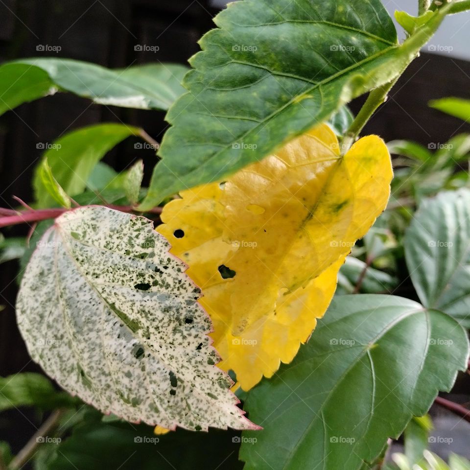 the color of leaves of a plant that is grown in a tropical country