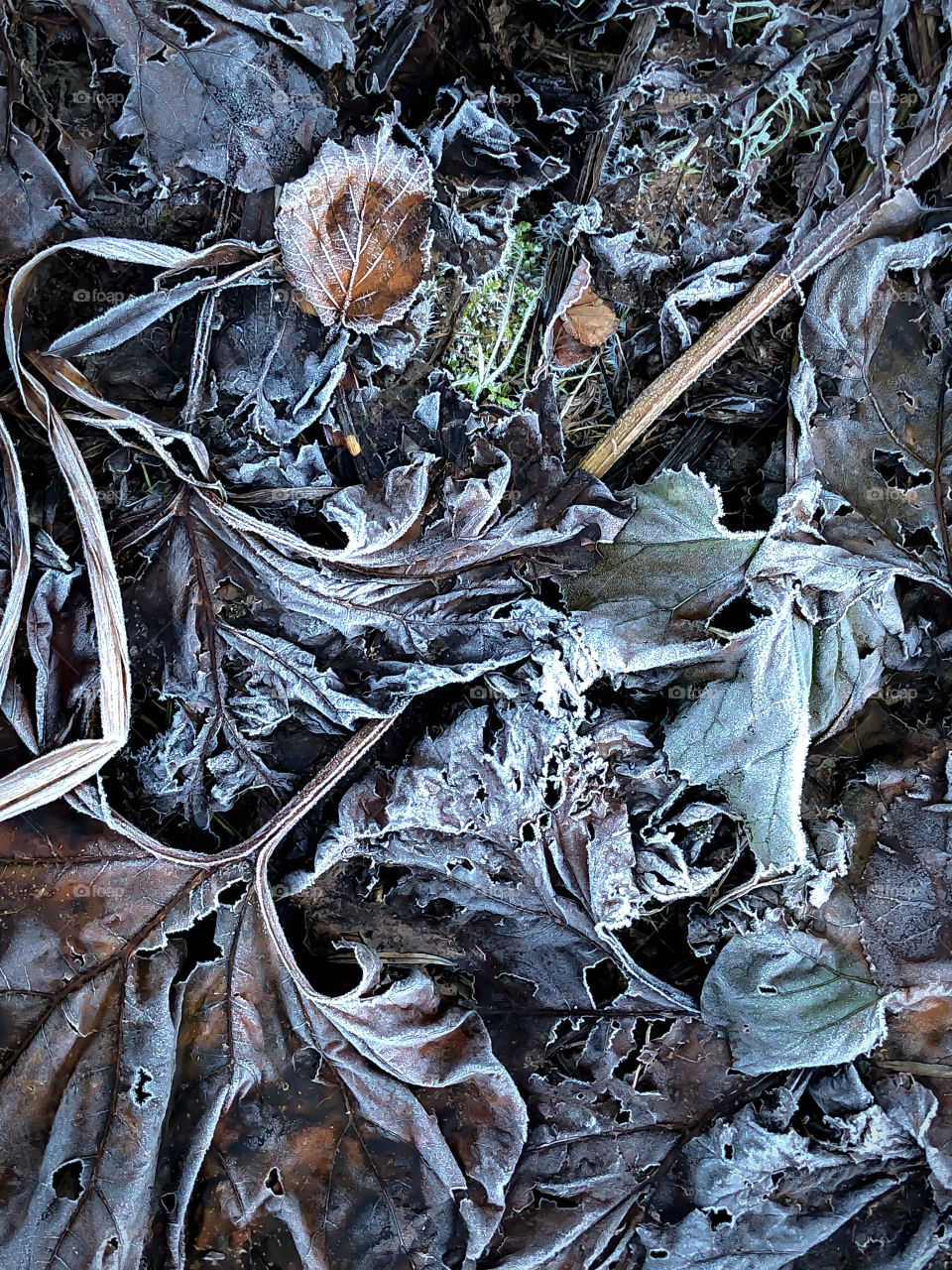 Frozen leaves