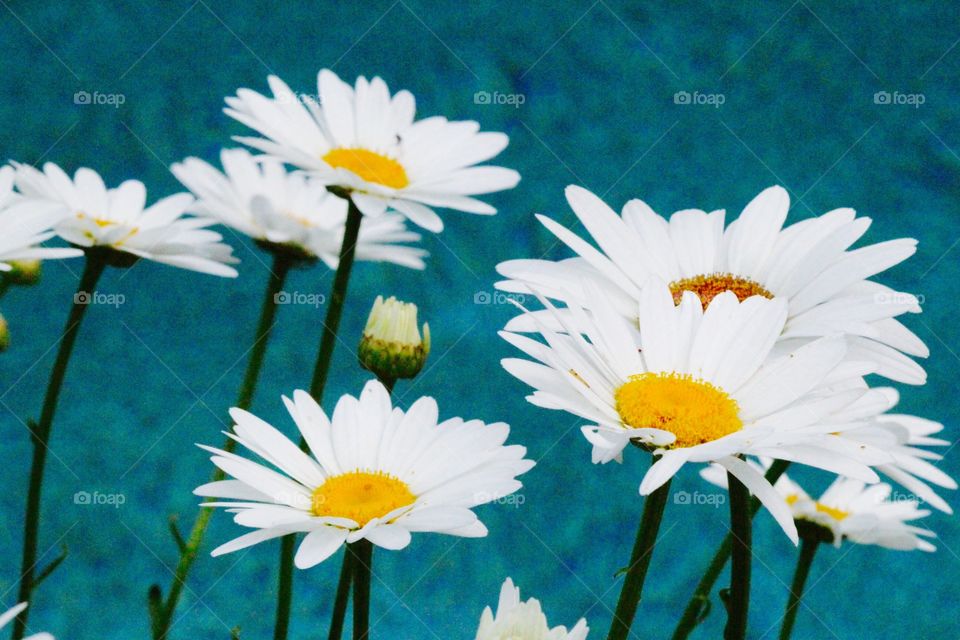 White daisy flower