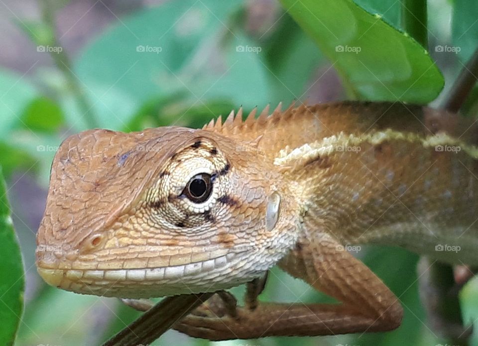 Close up of tree lizard