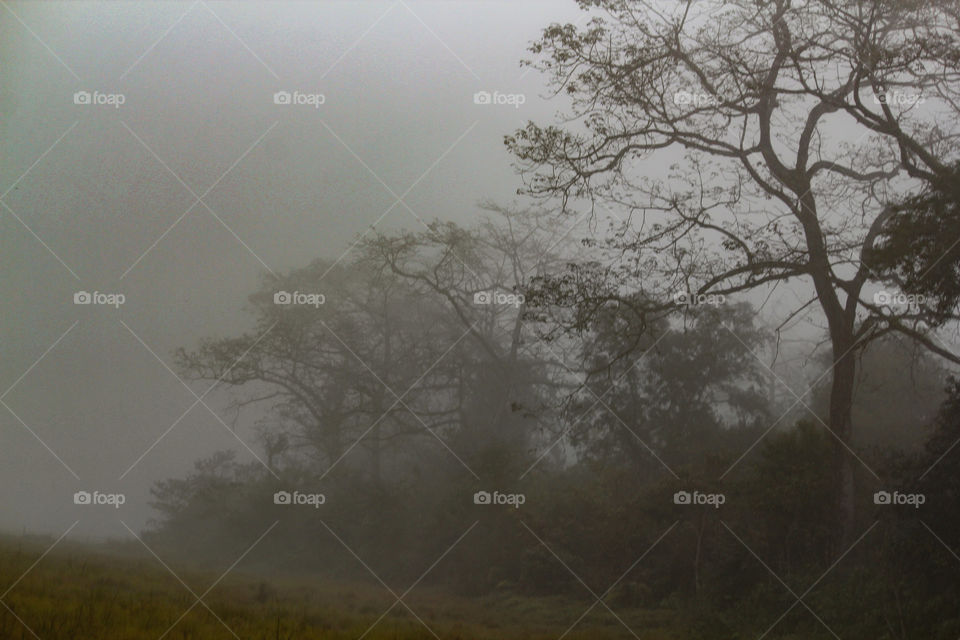 Winter foggy morning around the woods