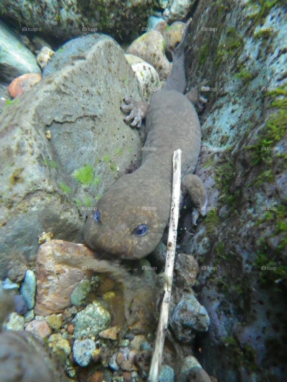giant Pacific salamander 