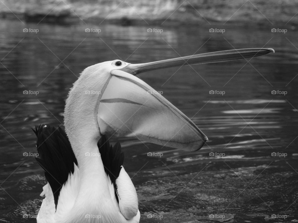A pelican bird is trying to intimidate other bird in its pack.