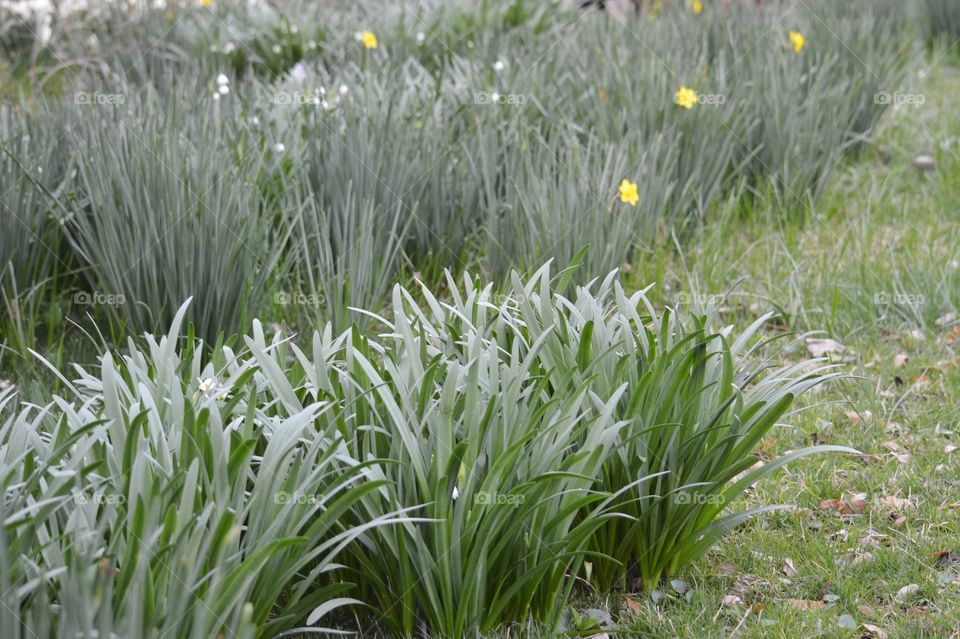 Spring daffodils growing 