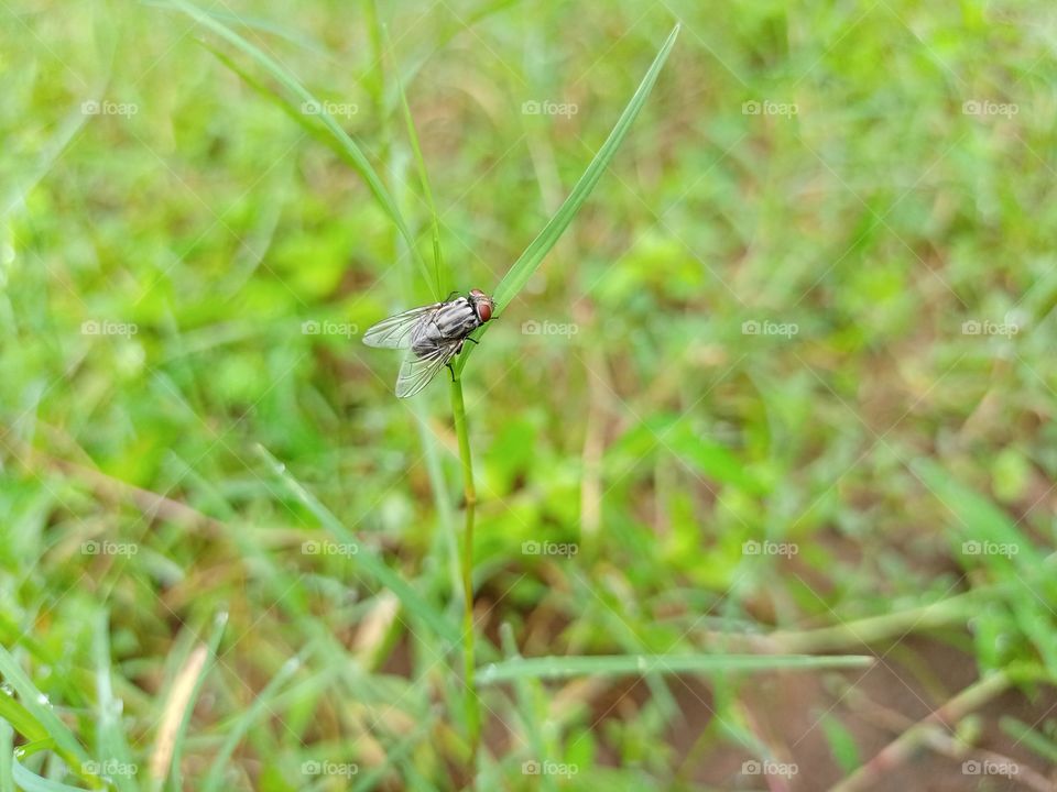 sarcophagus sitting in grass