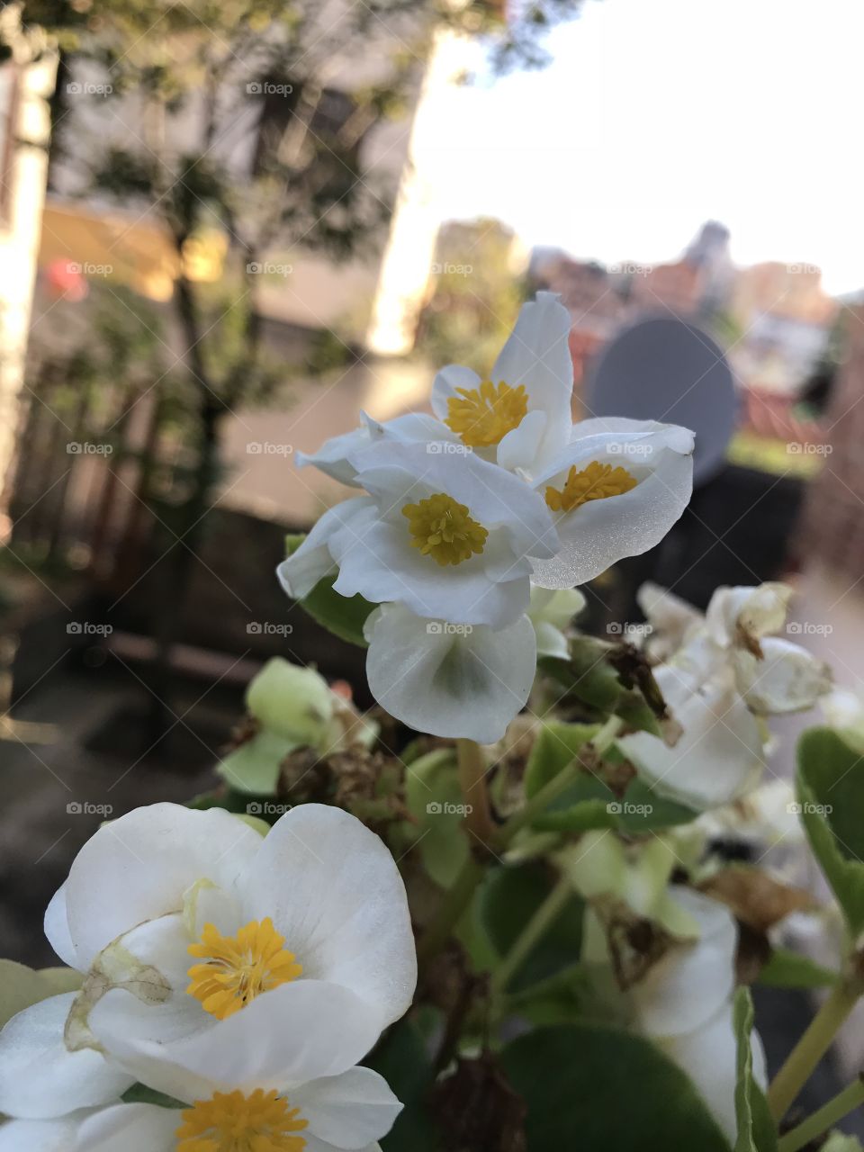 Morning beautiful flower 