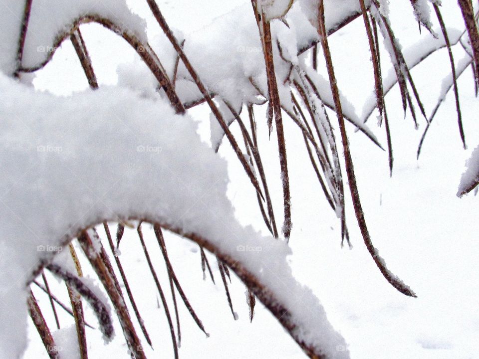 dried grass covered in snow