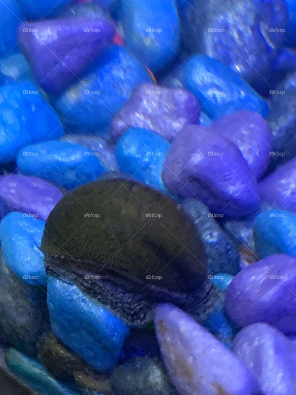 Nerite snail 