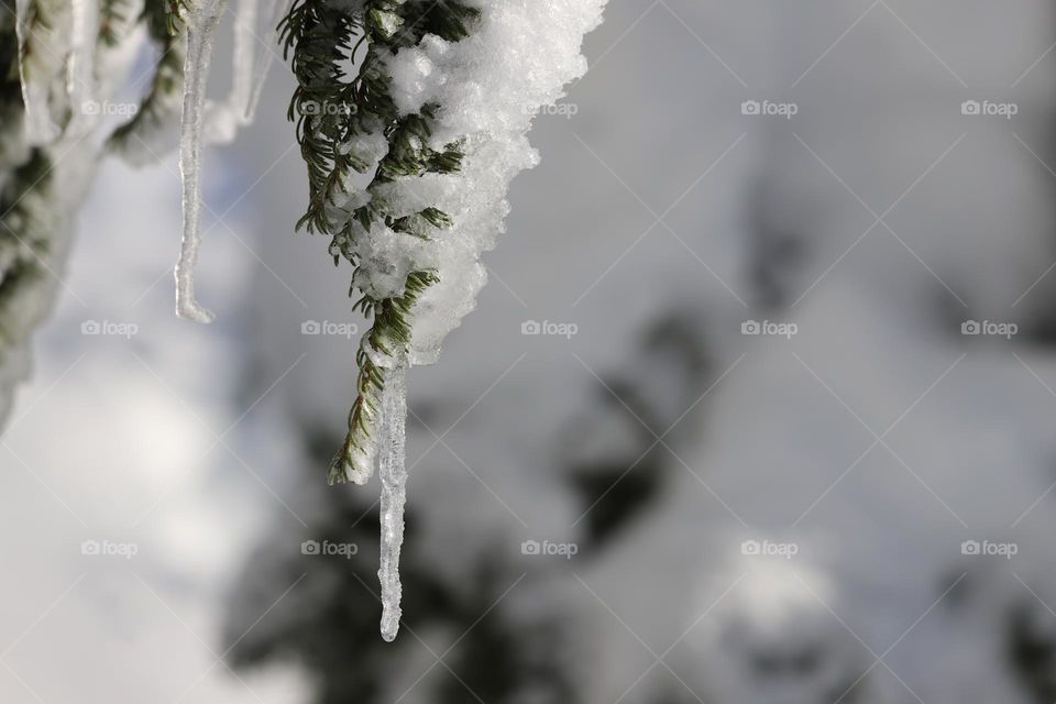 First snow covers the trees and icicles hanging down the branches 