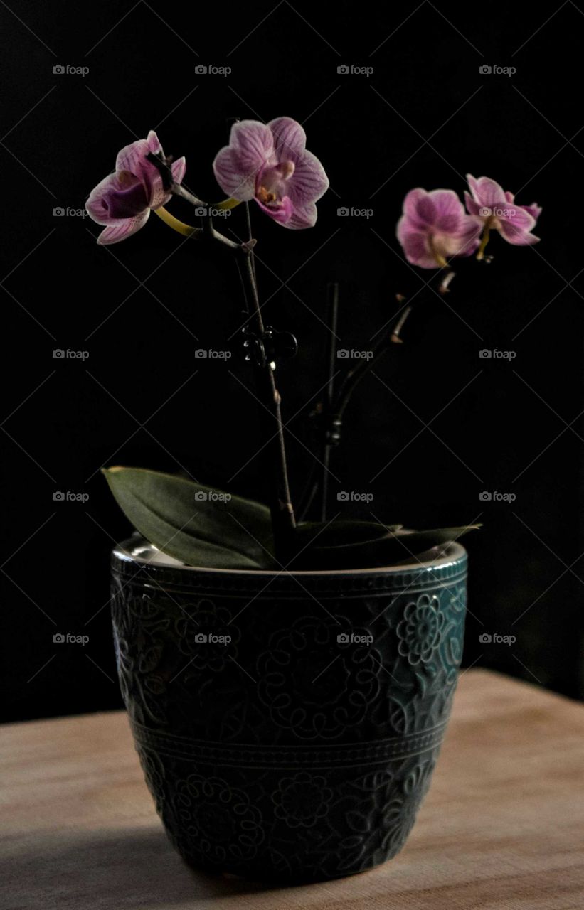 Low Light Orchids