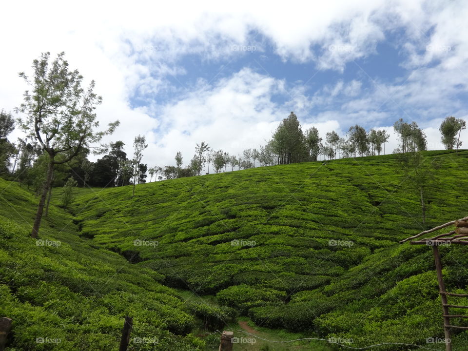Tea plantation Greenary