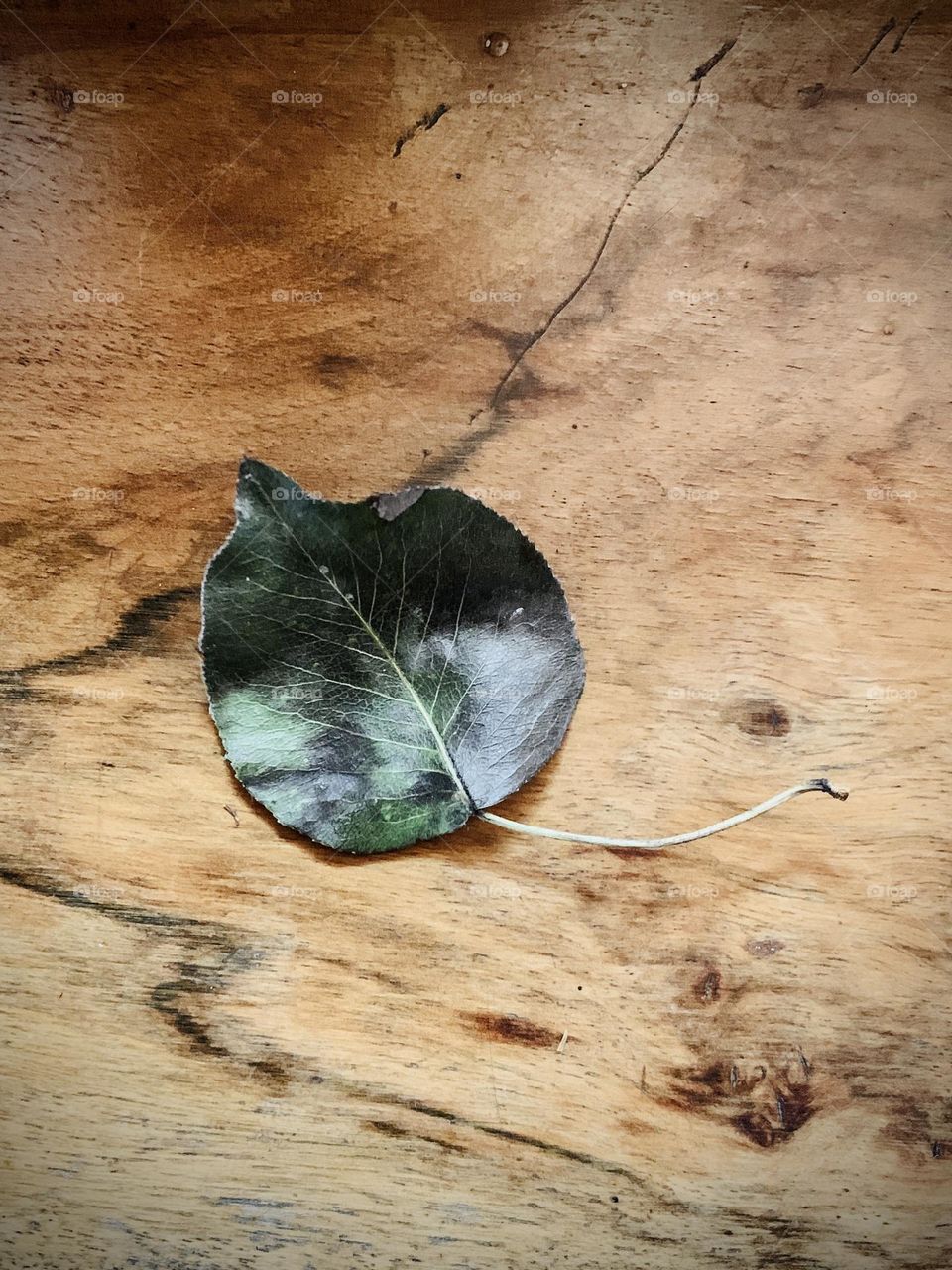 Still life, composition of per tree leaf on old wooden plank