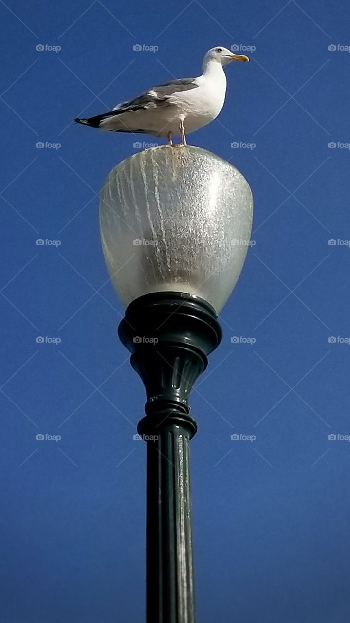 Seagull hangin' out on lamp post