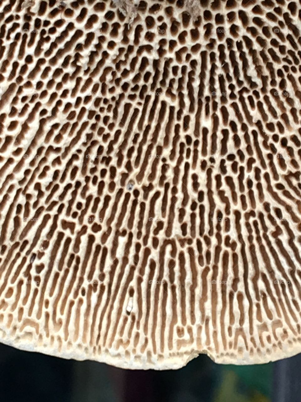 Underside tree fungus 