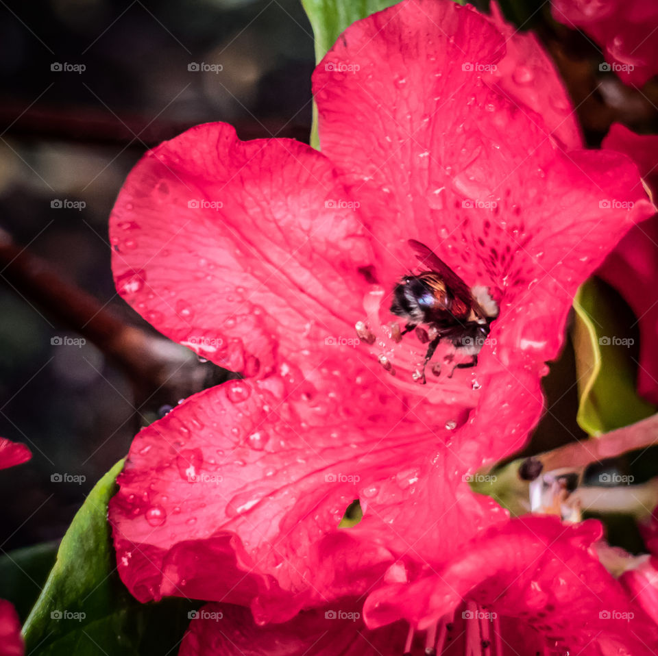 Busy bee in the rain