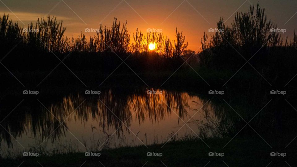 sunset grass reflection in water