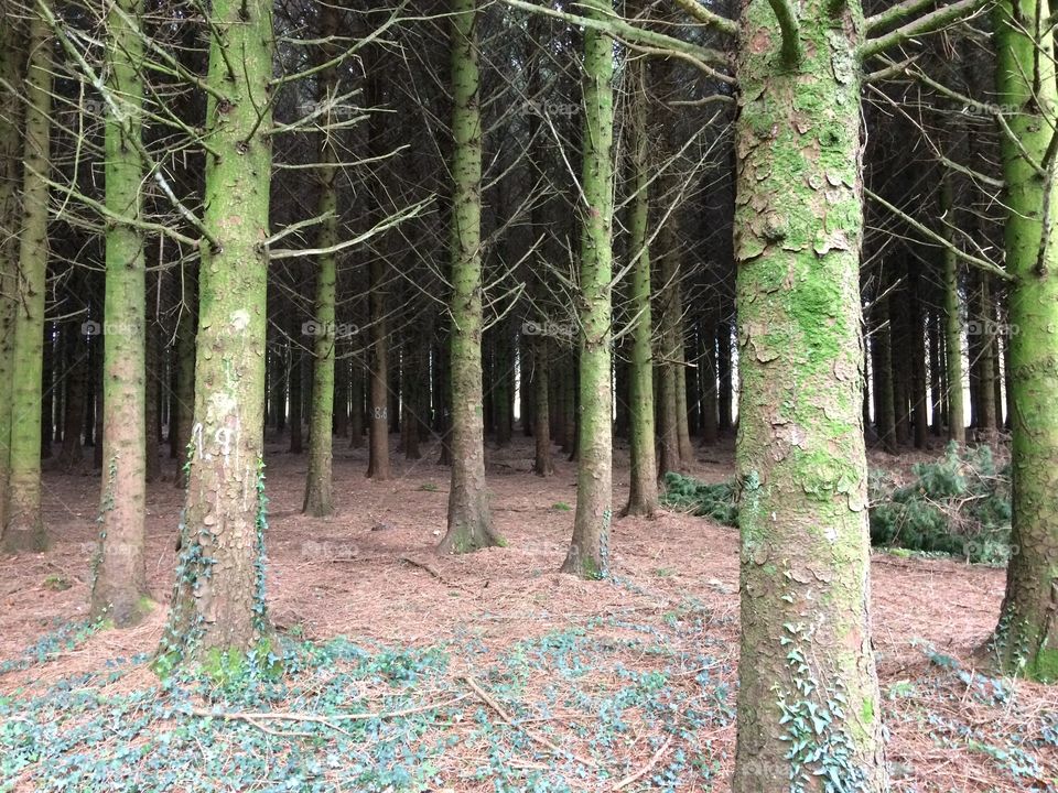 Densely packed trees in a forest 