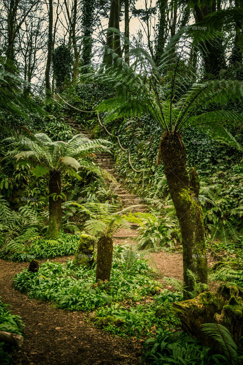 No Person, Leaf, Fern, Nature, Flora