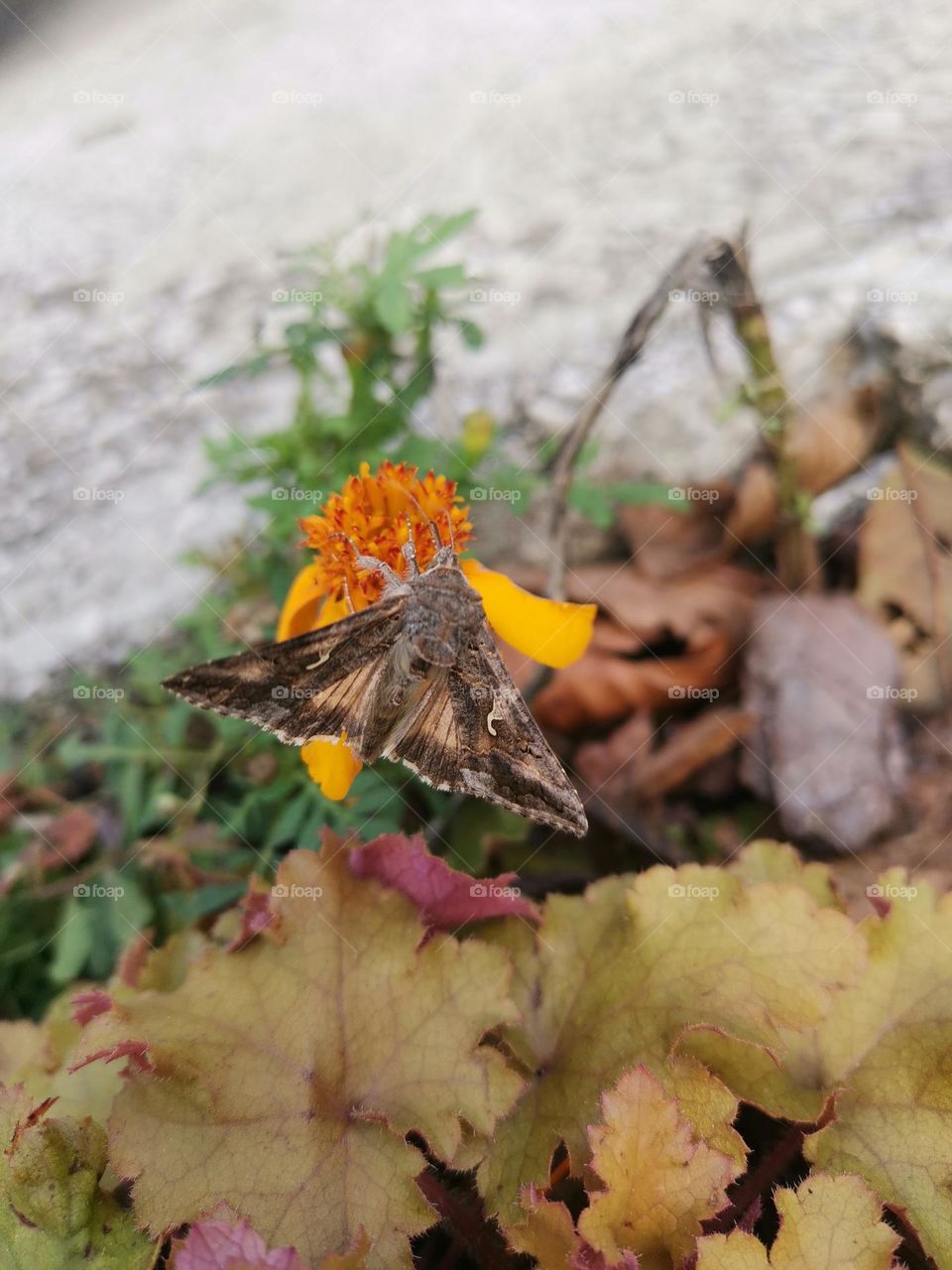 one of its last flights