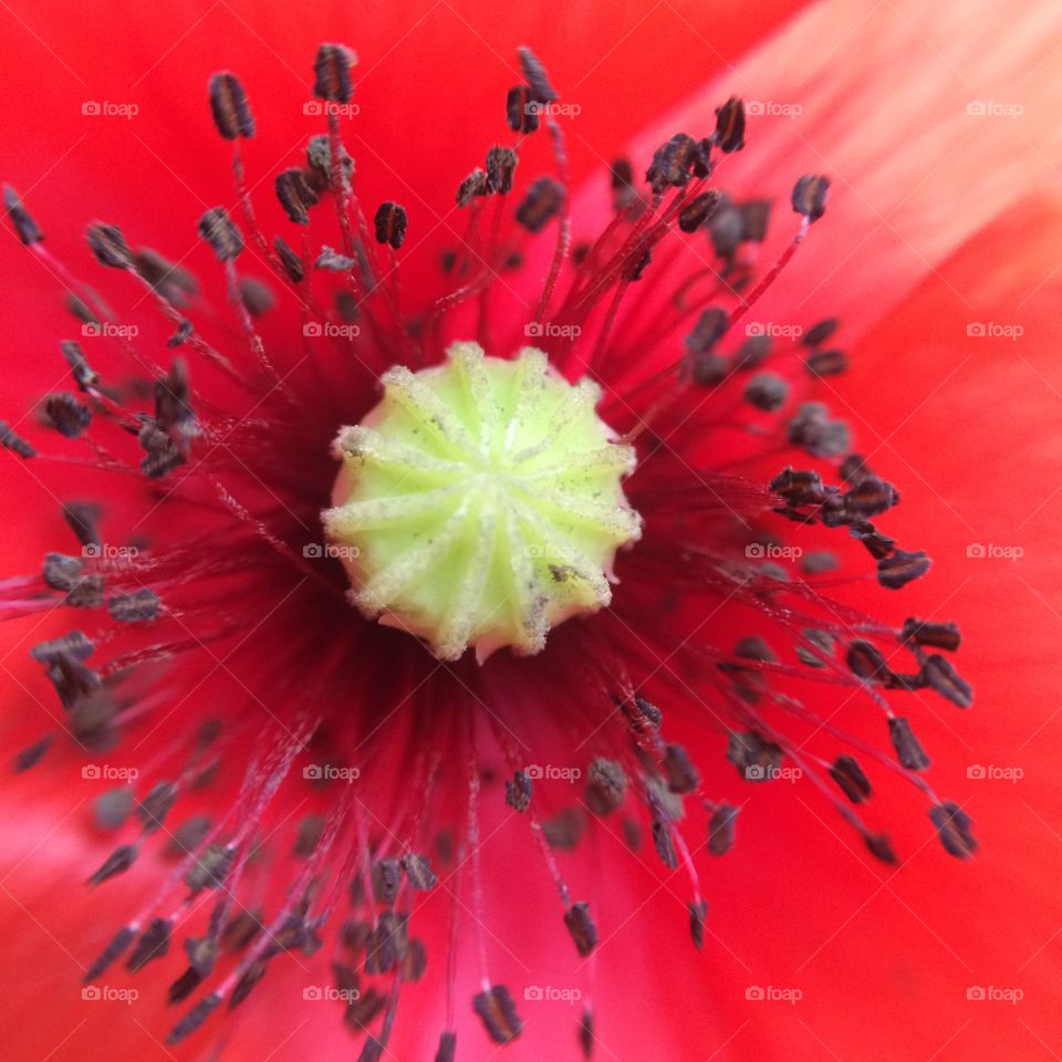 Flower, No Person, Nature, Poppy, Flora