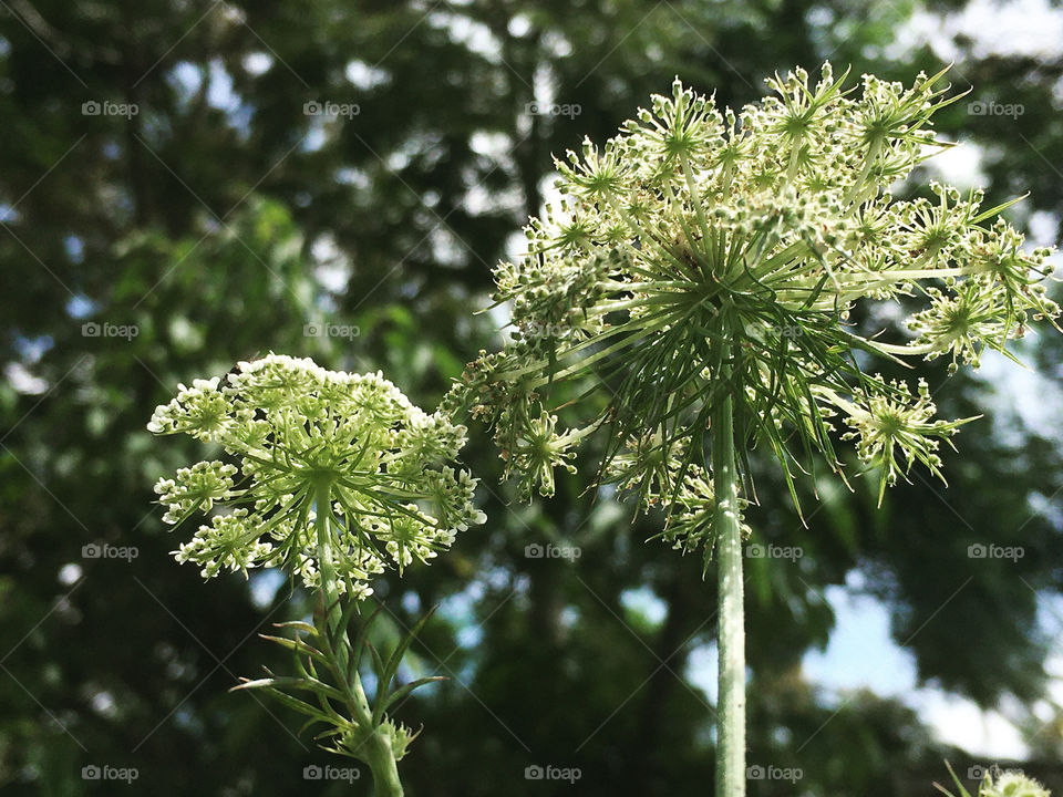 Carrot flowers showing off, standing mighty tall