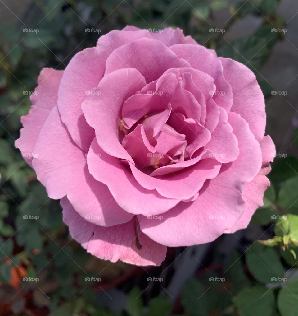 The perfect rose