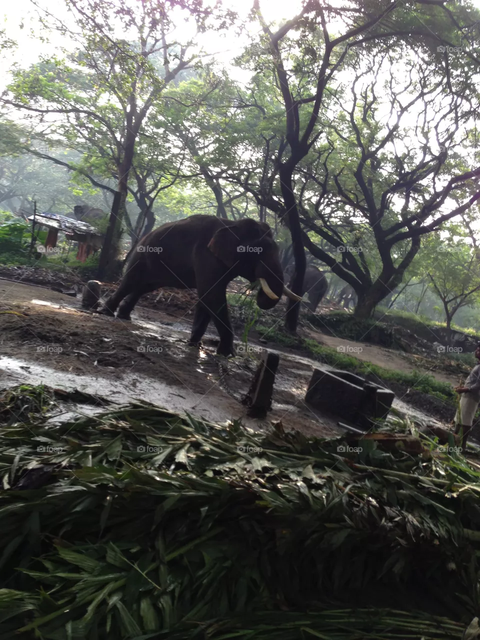 Elephant 