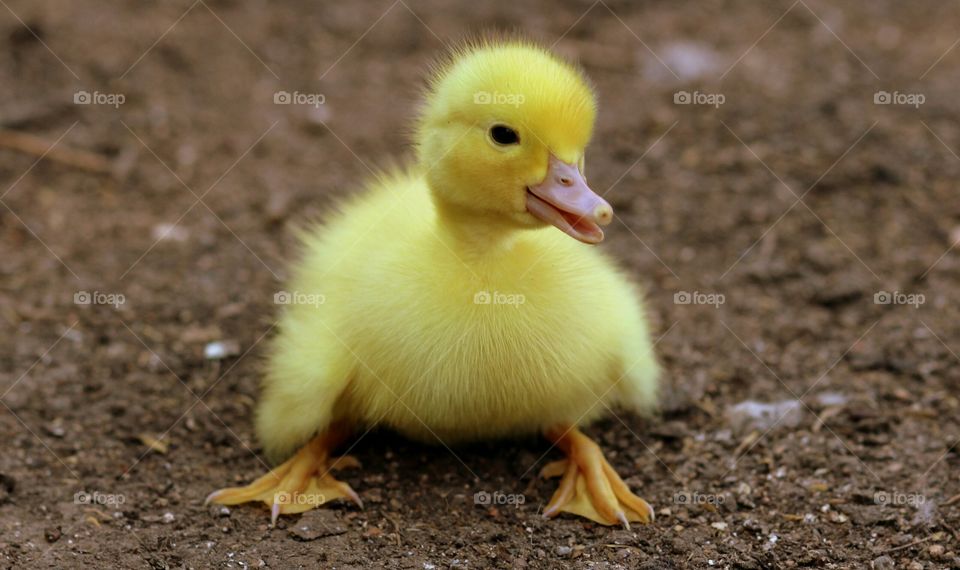 beautiful duckling