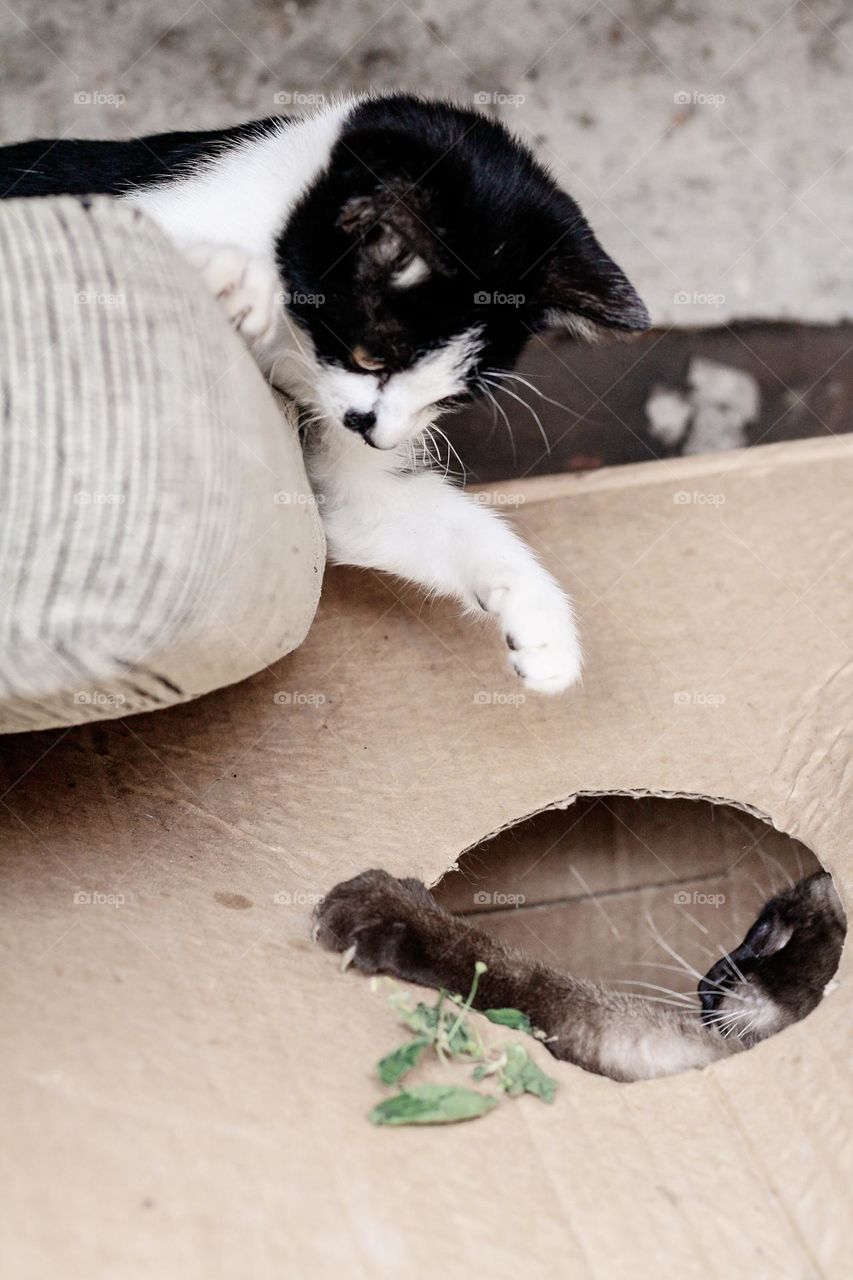 two cats playing, where one surprises the other from inside a box