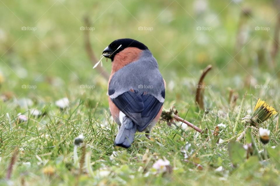 bullfinch