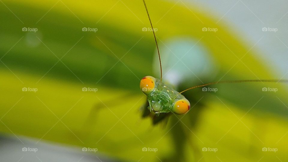 green colour mantis yellow eyes