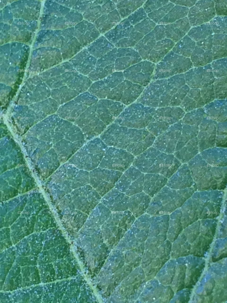 Tree leaf closeup