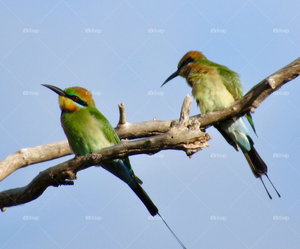Rainbow bee-eaters enjoying the mid-afternoon sun in Townsville, QLD.