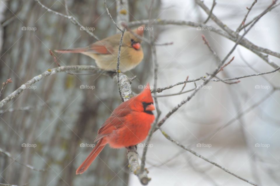 Cardinals -- mates for life