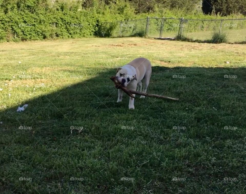 Let’s play fetch! Haha