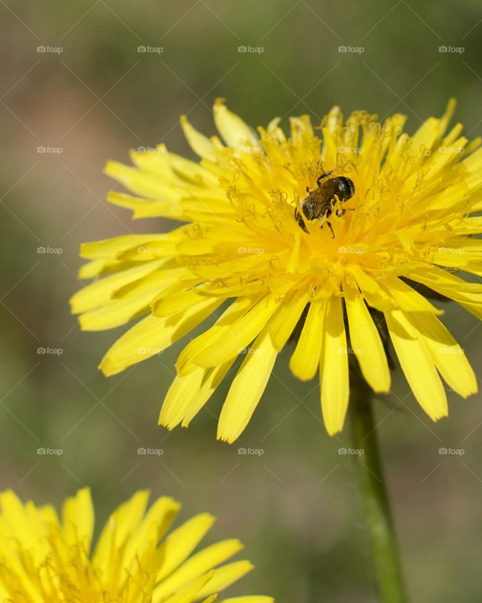 Bee digging into Spring