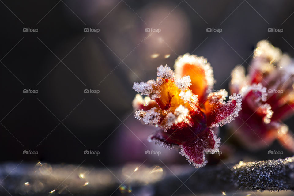 A close up portrait of a frozen red flower during winter. the blossom is of a japanese quince.