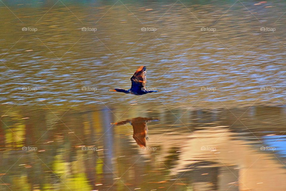 Cormorant flying 