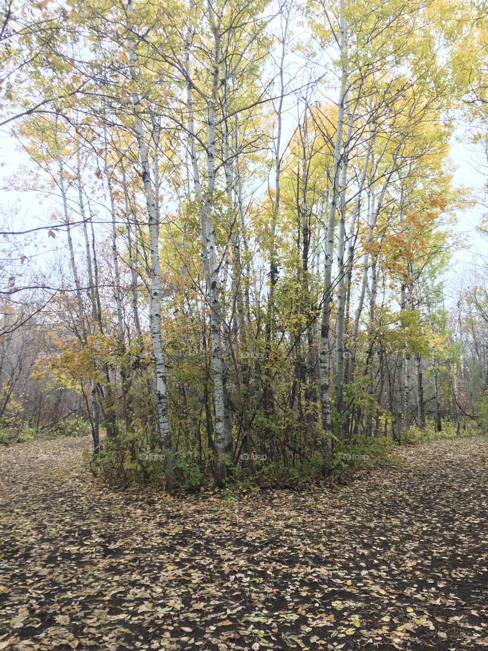 You can choose only 1 way