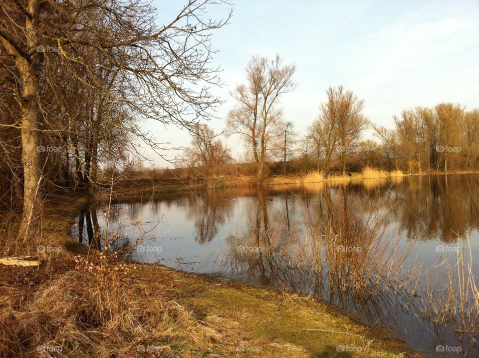 nature break tree pond by kersti