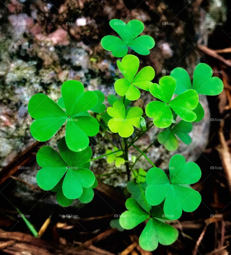 Several clovers—taken in Dyer, Indiana 