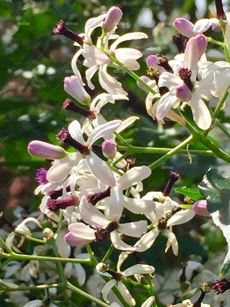 Beautiful flowers 