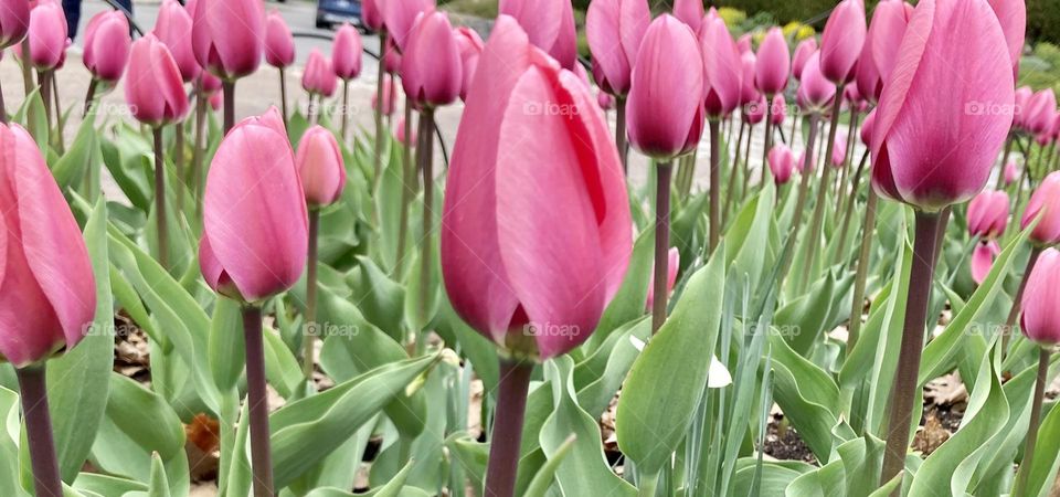 Longing for spring and Canada’s Tulip Festival in May.