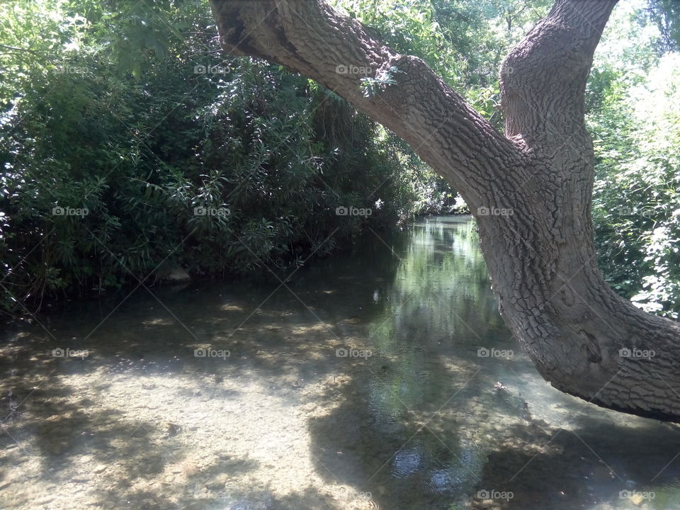 tree over water