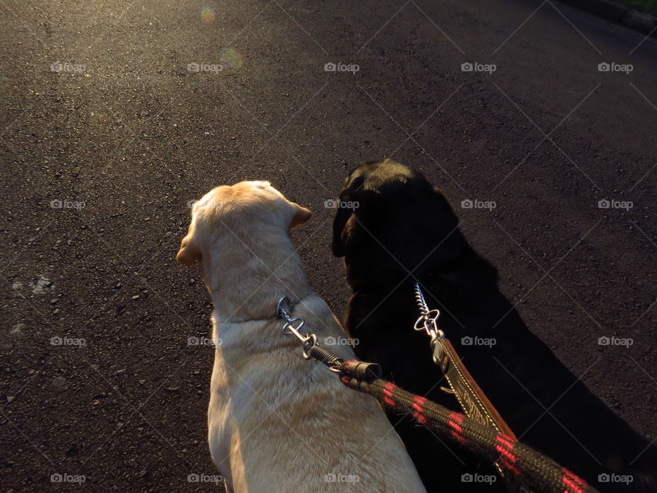 A afternoon walk with my best friends 