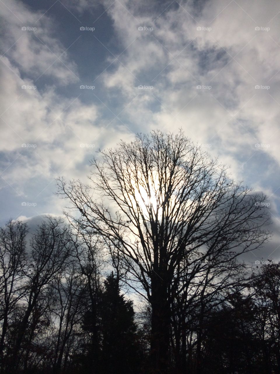 Sun in trees