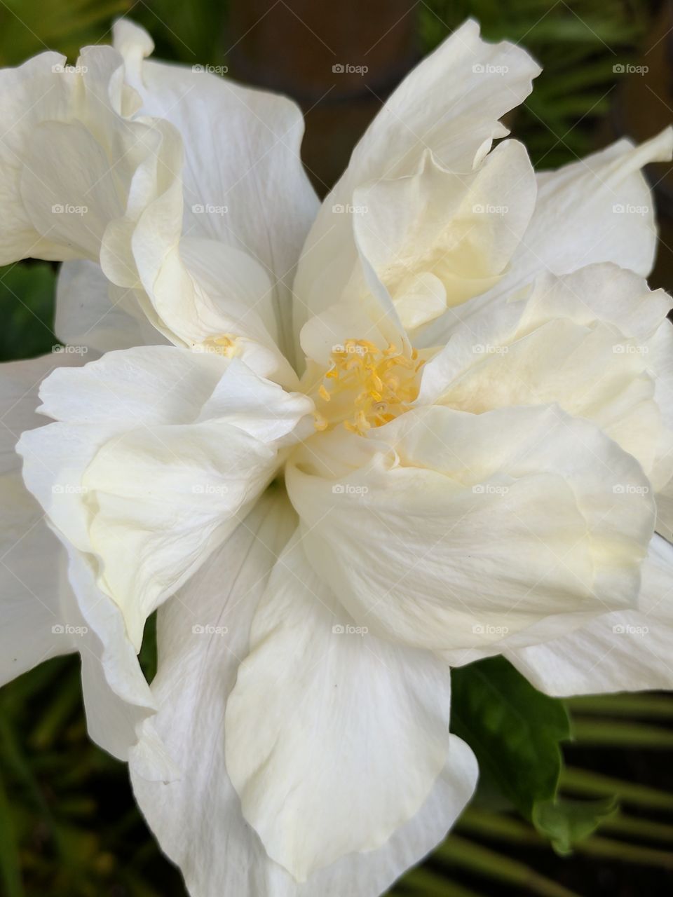 lovely white kalakaua hibiscus