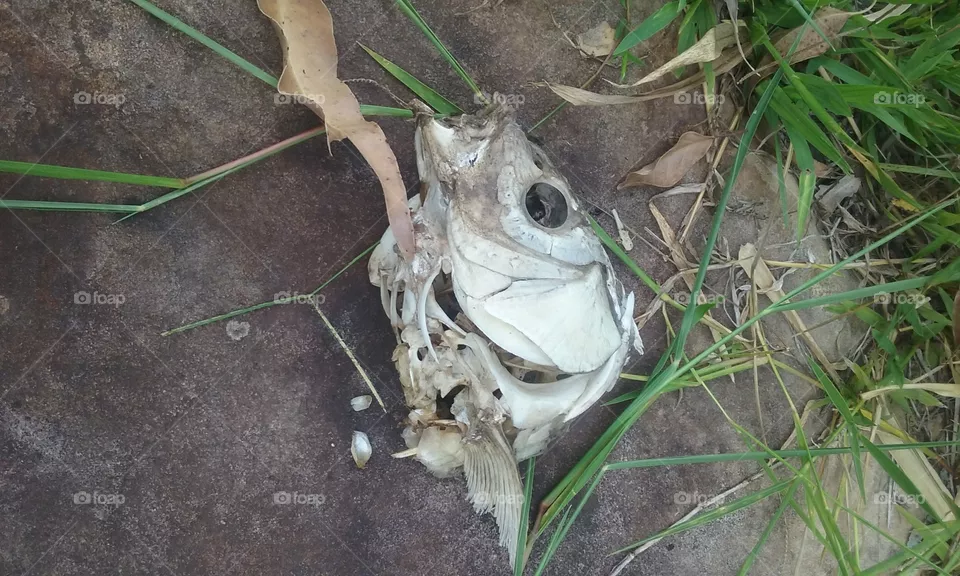 fish